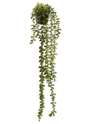 ADV Plante verte avec pot noir