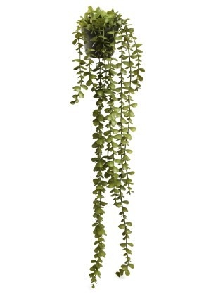 ADV Plante verte avec pot noir
